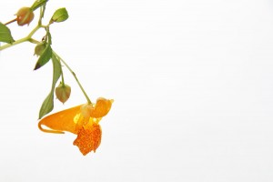 jewelweed