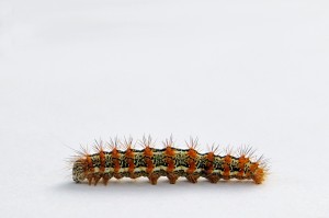 caterpillar