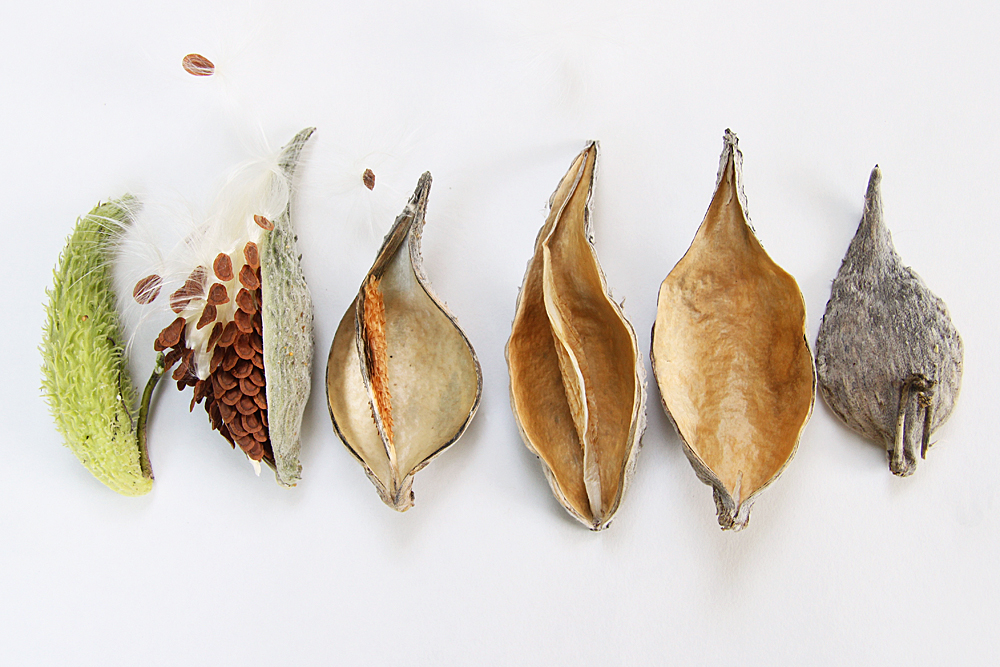 a collection of milkweed pods