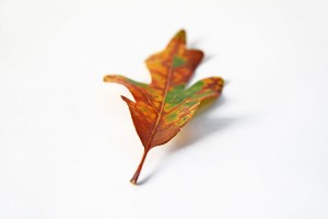 oak leaf in transition