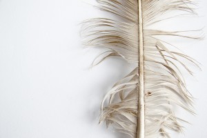 bald eagle tail feather