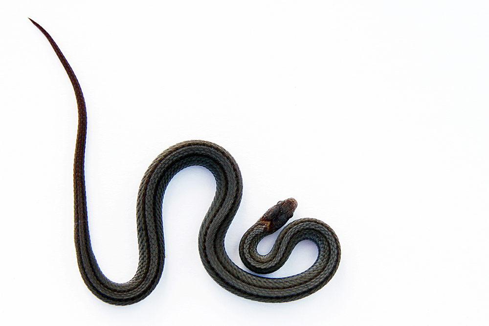 northern redbelly snake