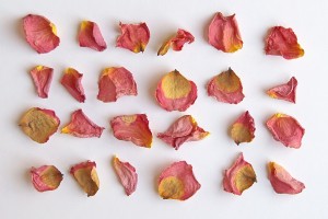 rose petals