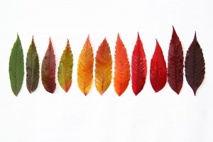 sumac leaves