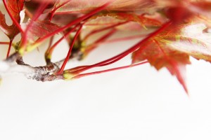 sugar maple branch