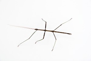 walking stick