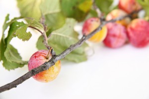 wild plums