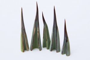 agave