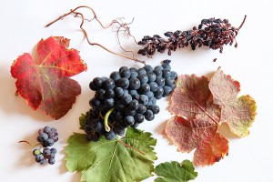 grapes and vines