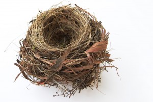 nid de merle (blackbird nest)