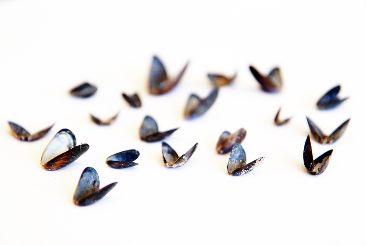 mussel shells taking flight