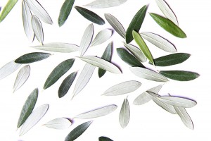 olive leaves