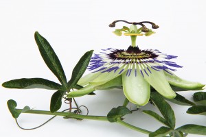 passion flower