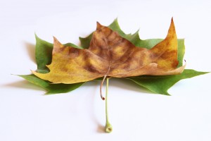 plane tree leaves