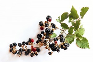 wild blackberries