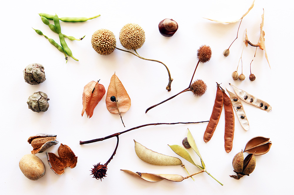 a collection of seed pods