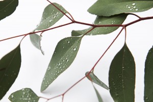 morning dew on eucalyptus