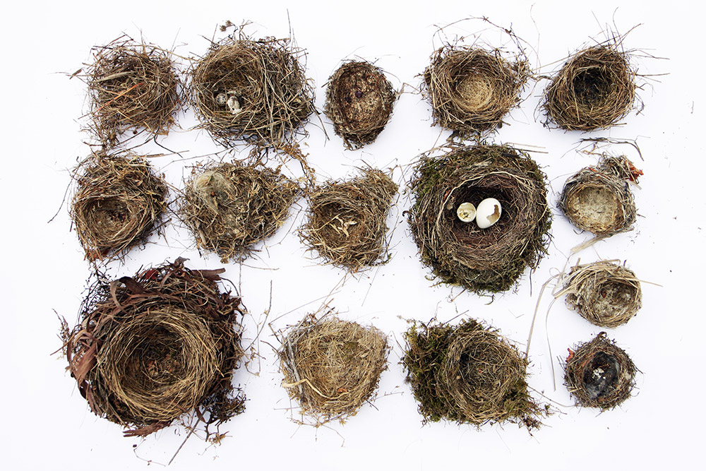 fifteen nests