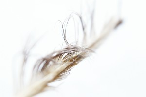 beach feather