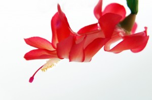 christmas cactus