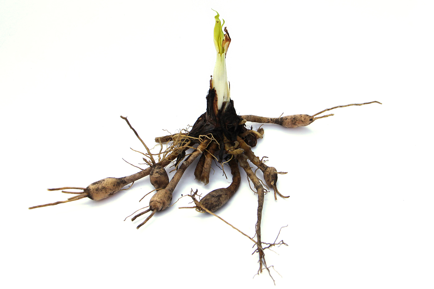 roots, rhizomes, and tubers