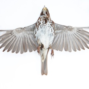 fox sparrow