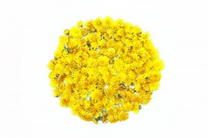 a platter of pollen