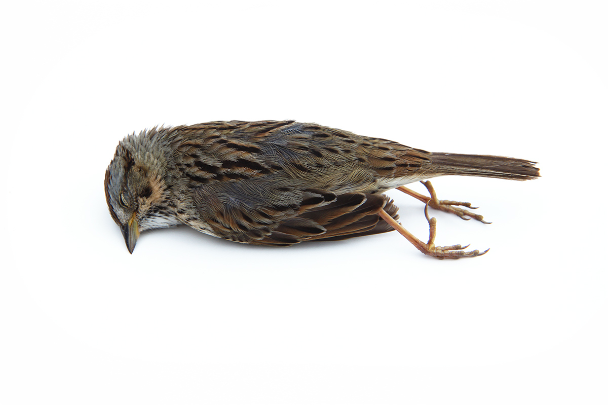 lincoln’s sparrow