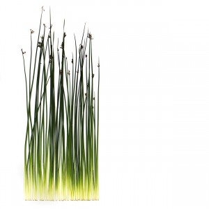 sedges, reeds, and rushes