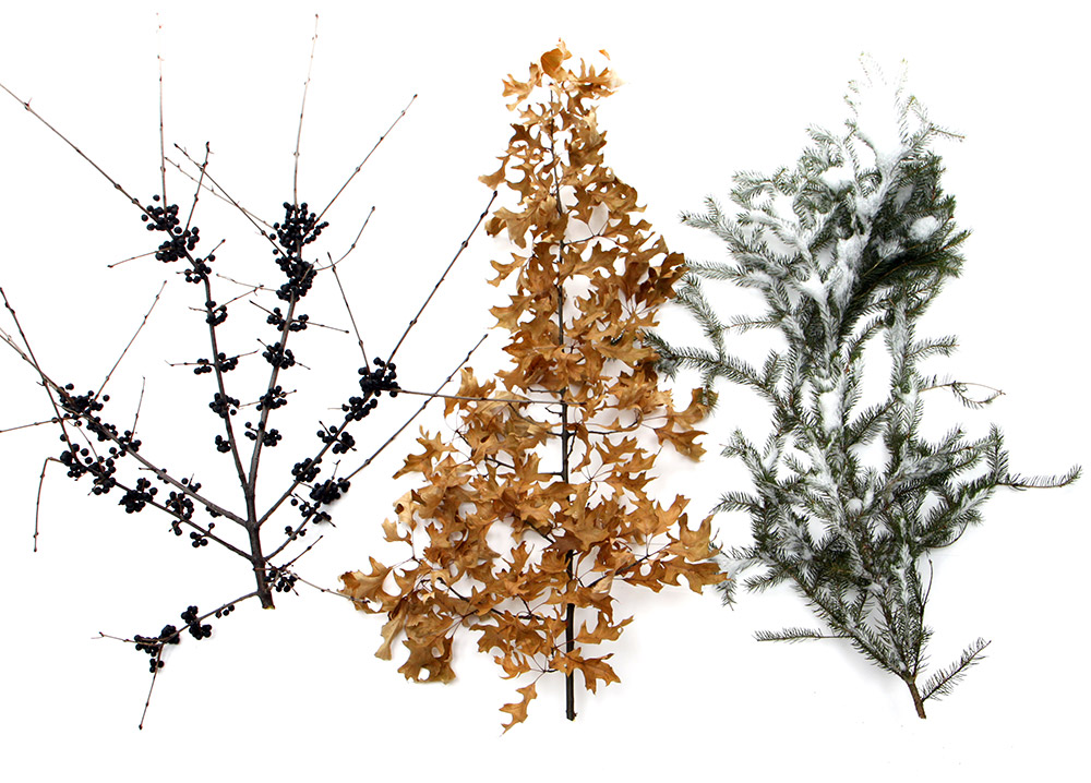three winter branches