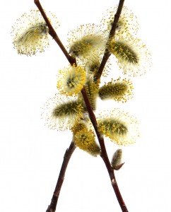 it’s catkin season!