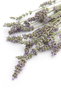 lavender photo. it’s mandatory.