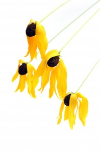 mop headed susans