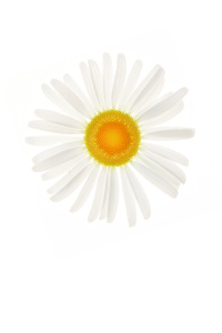 a different kind of daisy