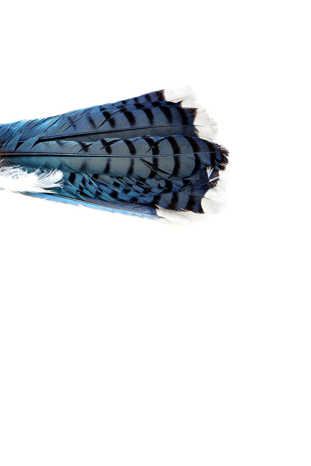 Cyan STILL