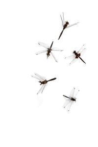 dragonfly swarm