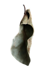 chrysalis