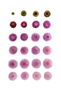 the life cycle of the musk thistle