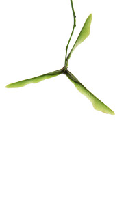 four-leaf clover, three-blade maple seed