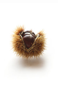 tree urchin
