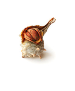 this is not a snail