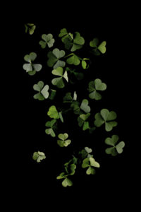 false shamrock