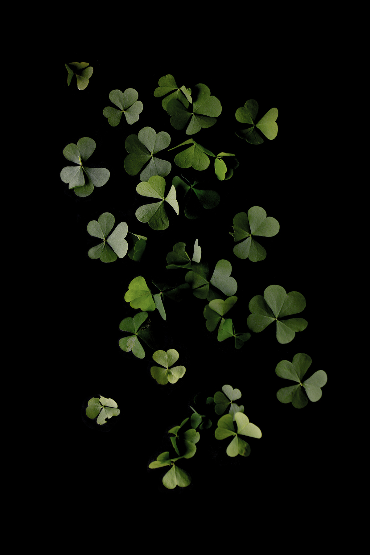 false shamrock