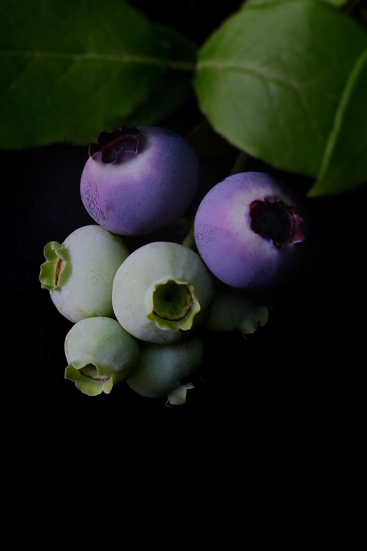 blueberry season