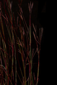 red stem bluestem