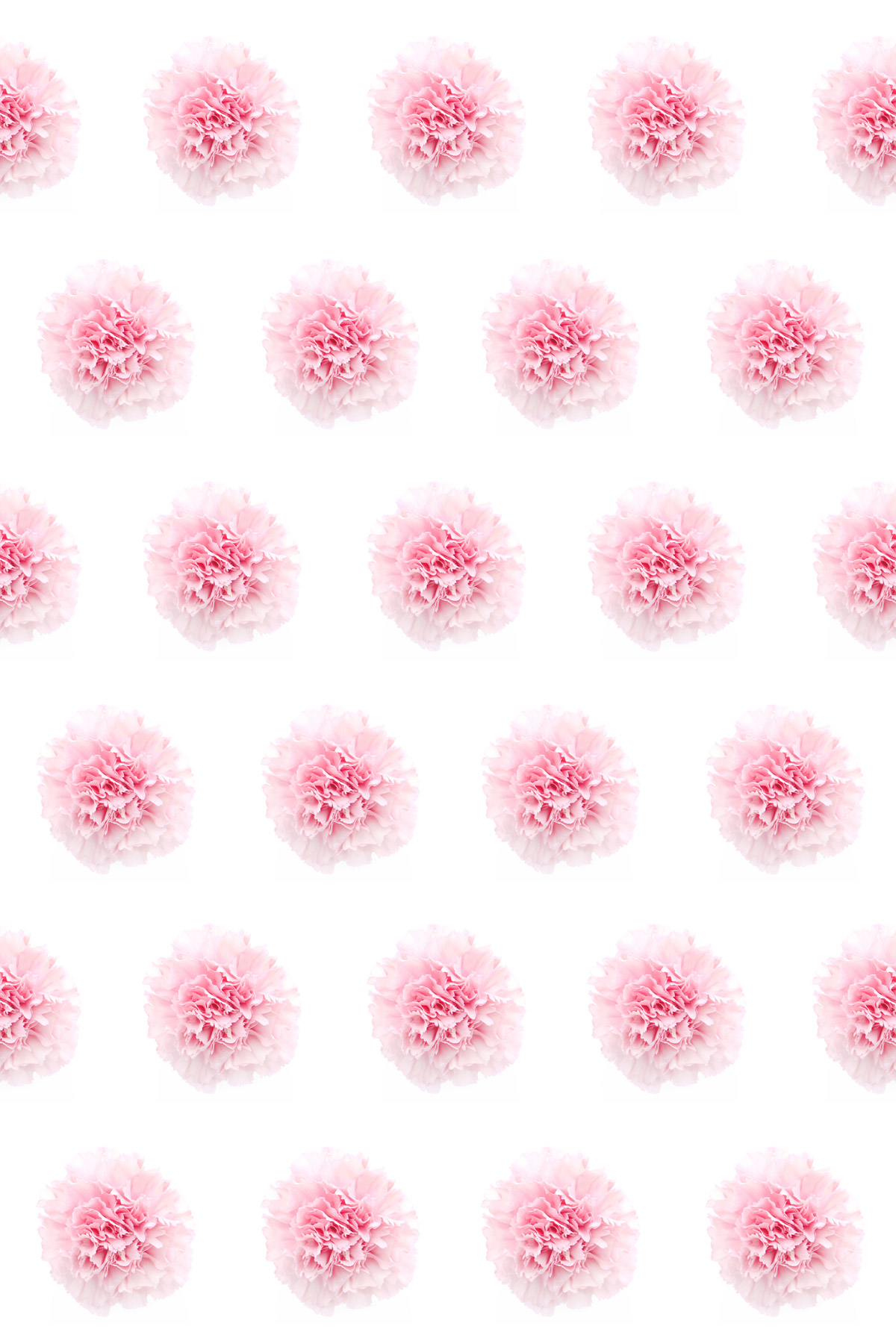 the annoying bliss of pink carnation polka dots