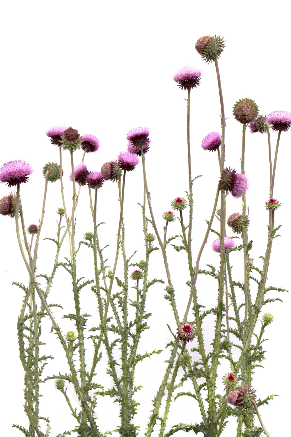 the annual musk thistle photo