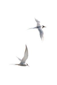 two terns for tony