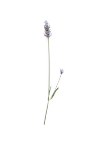 where lavender grows
