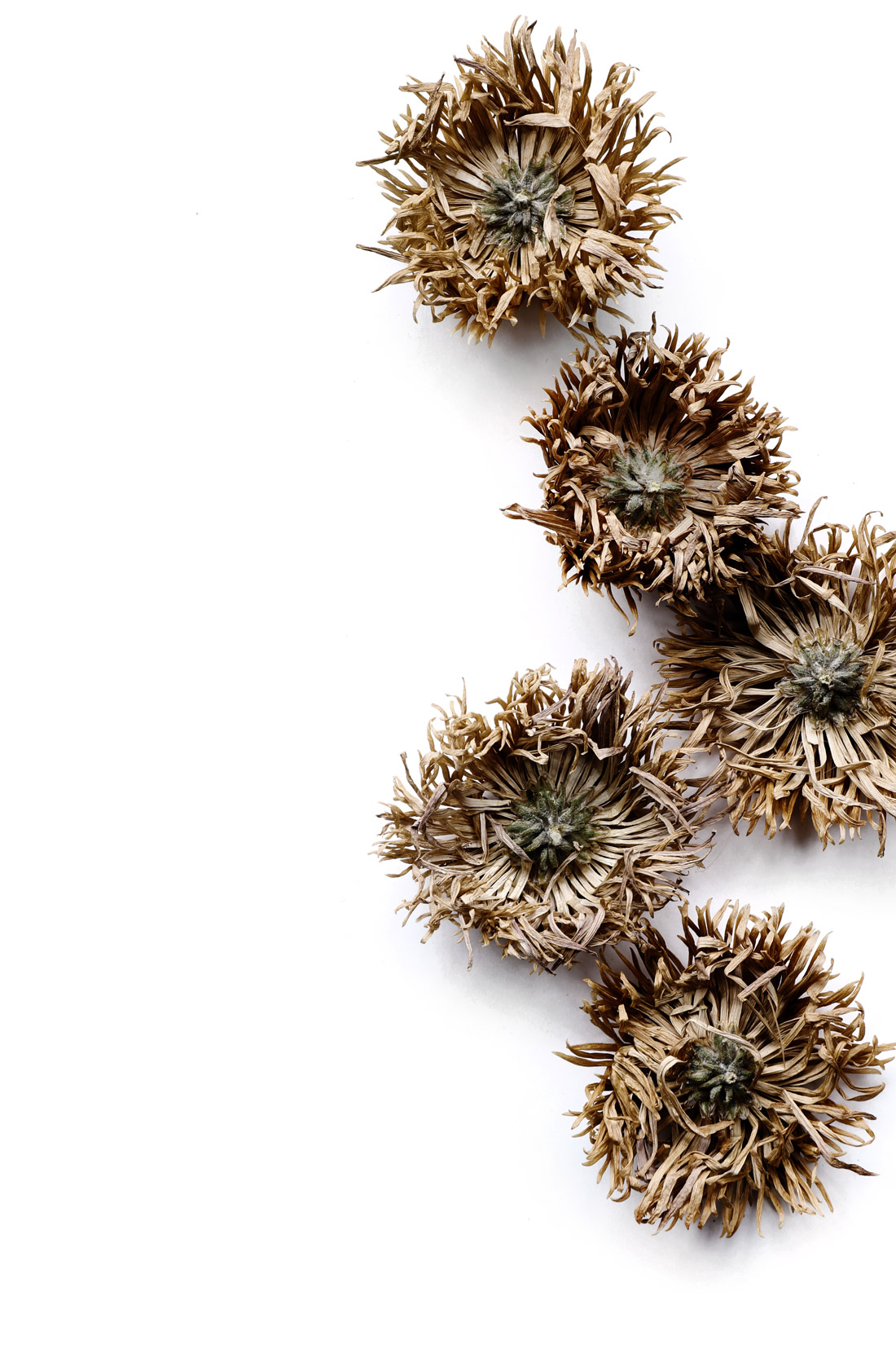 sea urchin mums